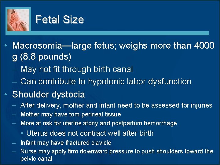 Fetal Size • Macrosomia—large fetus; weighs more than 4000 g (8. 8 pounds) –
