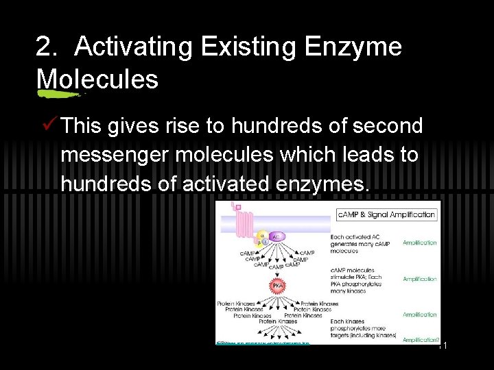 2. Activating Existing Enzyme Molecules ü This gives rise to hundreds of second messenger