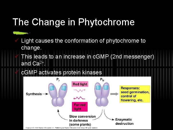The Change in Phytochrome ü Light causes the conformation of phytochrome to change. ü