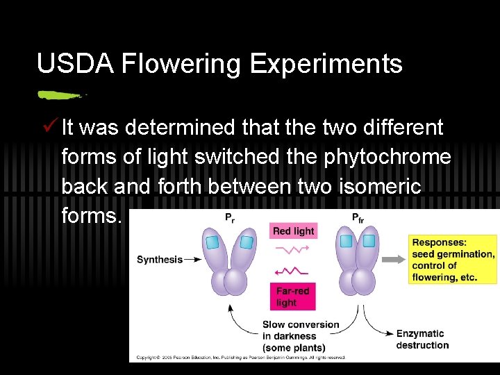 USDA Flowering Experiments ü It was determined that the two different forms of light