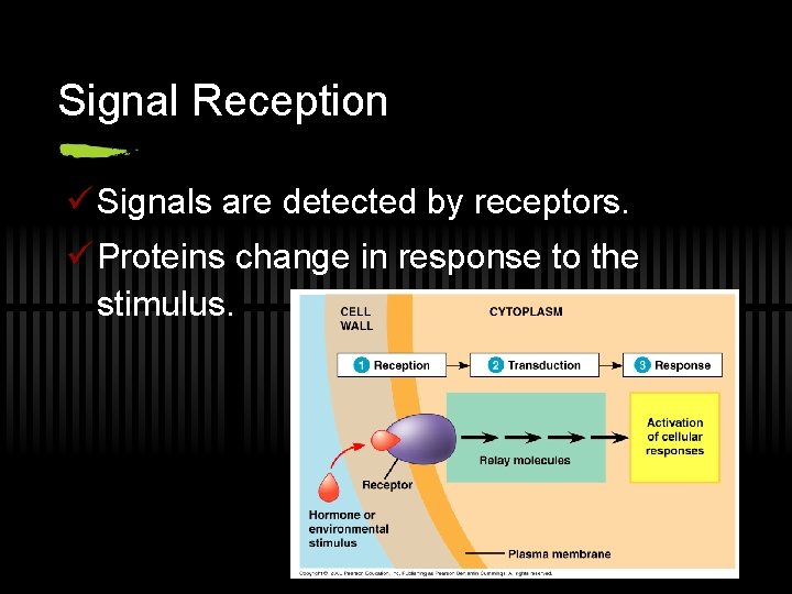 Signal Reception ü Signals are detected by receptors. ü Proteins change in response to