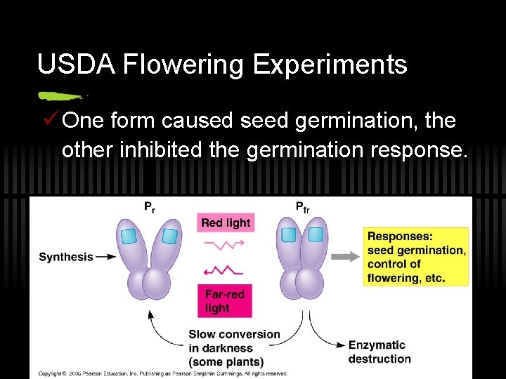 USDA Flowering Experiments ü One form caused seed germination, the other inhibited the germination