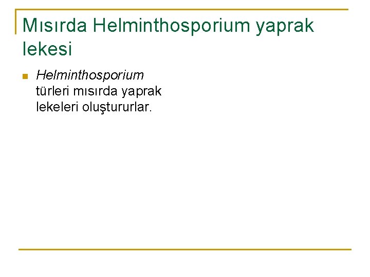 Mısırda Helminthosporium yaprak lekesi n Helminthosporium türleri mısırda yaprak lekeleri oluştururlar. 