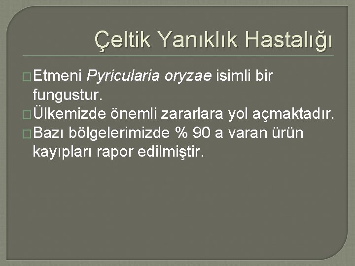 Çeltik Yanıklık Hastalığı �Etmeni Pyricularia oryzae isimli bir fungustur. �Ülkemizde önemli zararlara yol açmaktadır.