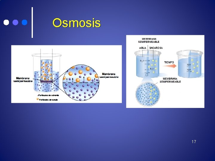 Osmosis 17 