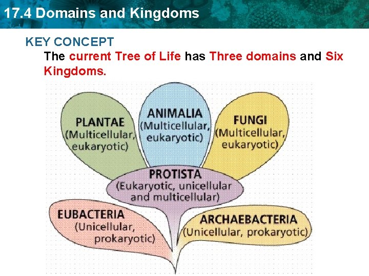 17. 4 Domains and Kingdoms KEY CONCEPT The current Tree of Life has Three