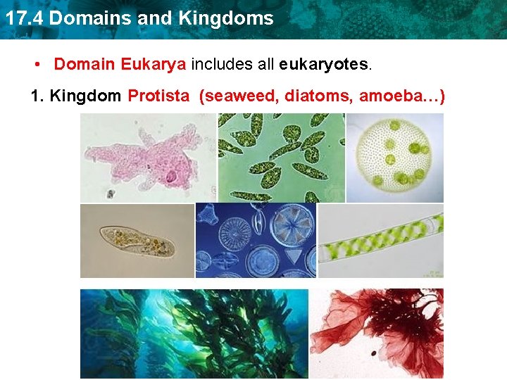 17. 4 Domains and Kingdoms • Domain Eukarya includes all eukaryotes. 1. Kingdom Protista