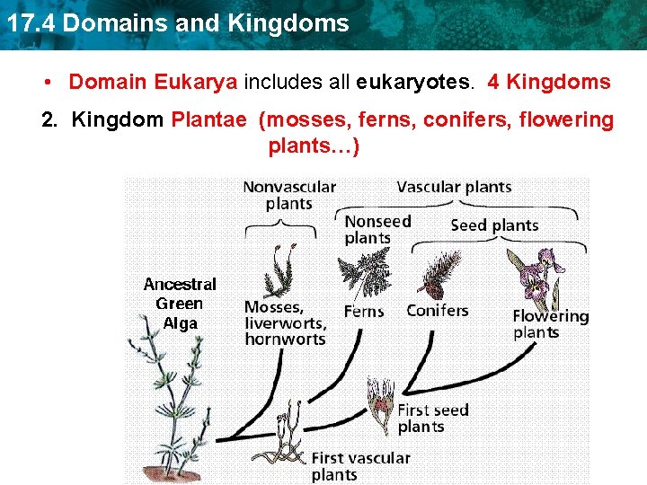 17. 4 Domains and Kingdoms • Domain Eukarya includes all eukaryotes. 4 Kingdoms 2.
