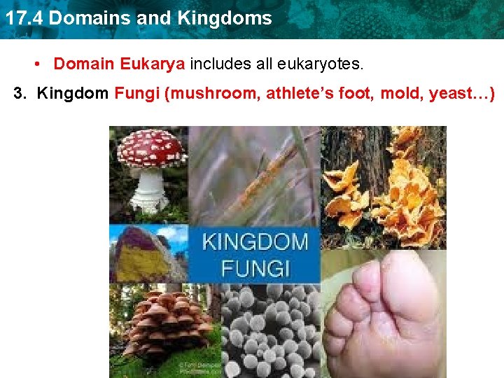 17. 4 Domains and Kingdoms • Domain Eukarya includes all eukaryotes. 3. Kingdom Fungi