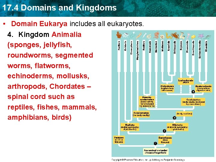 17. 4 Domains and Kingdoms • Domain Eukarya includes all eukaryotes. 4. Kingdom Animalia