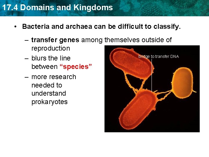 17. 4 Domains and Kingdoms • Bacteria and archaea can be difficult to classify.