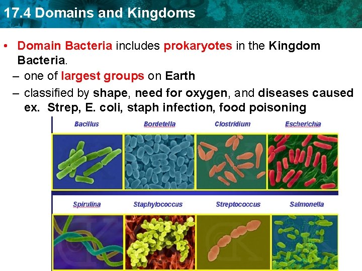 17. 4 Domains and Kingdoms • Domain Bacteria includes prokaryotes in the Kingdom Bacteria.