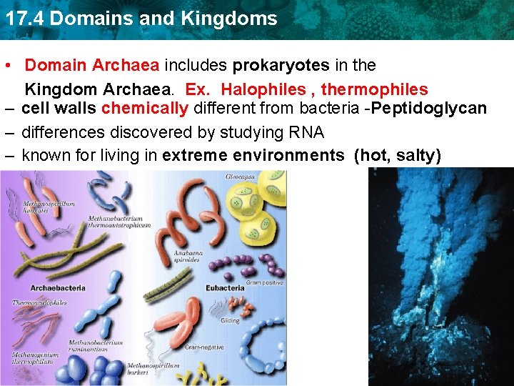 17. 4 Domains and Kingdoms • Domain Archaea includes prokaryotes in the Kingdom Archaea.