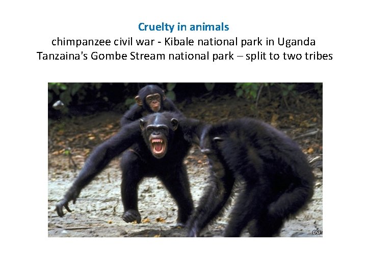 Cruelty in animals chimpanzee civil war - Kibale national park in Uganda Tanzaina's Gombe