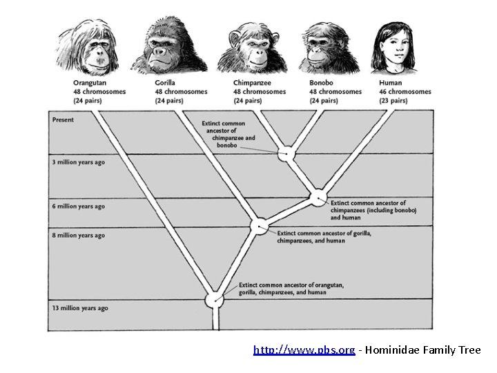 http: //www. pbs. org - Hominidae Family Tree 