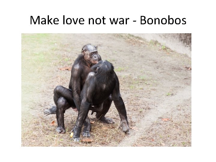Make love not war - Bonobos 