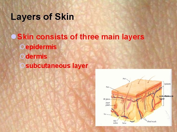 Layers of Skin l Skin consists of three main layers ¡epidermis ¡subcutaneous layer 