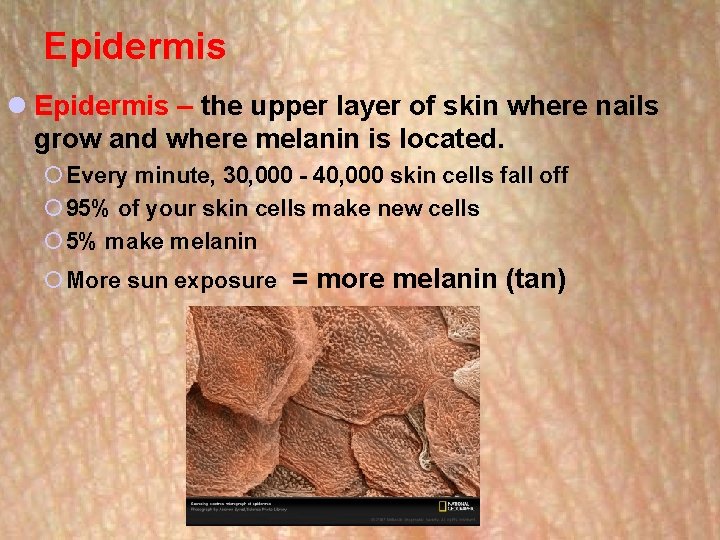 Epidermis l Epidermis – the upper layer of skin where nails grow and where