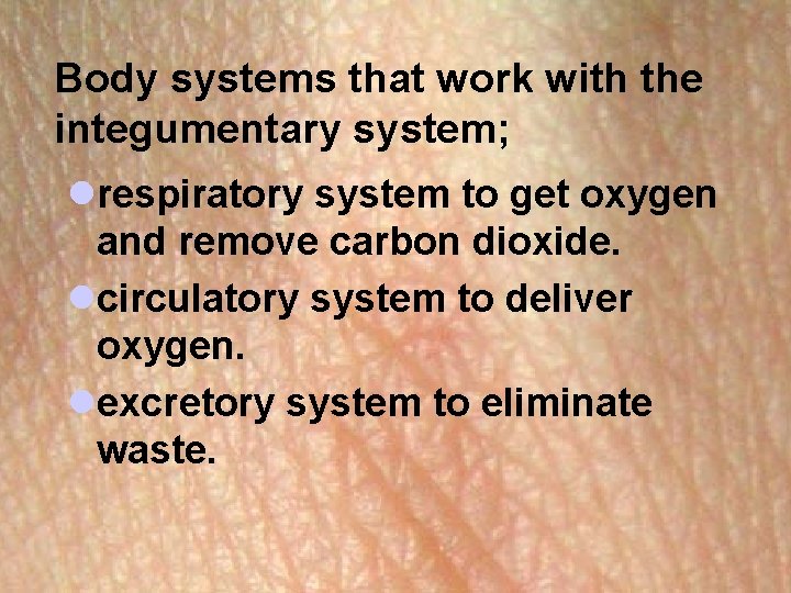 Body systems that work with the integumentary system; lrespiratory system to get oxygen and