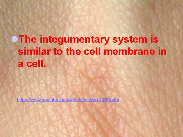 l. The integumentary system is similar to the cell membrane in a cell. https: