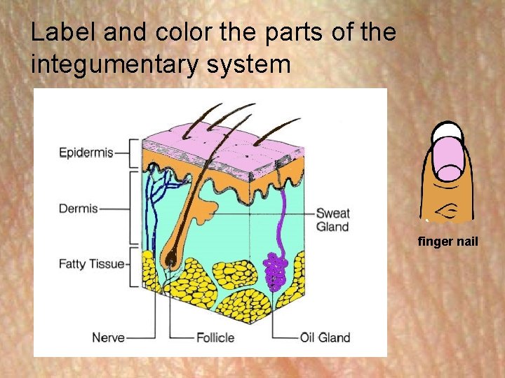 Label and color the parts of the integumentary system finger nail 