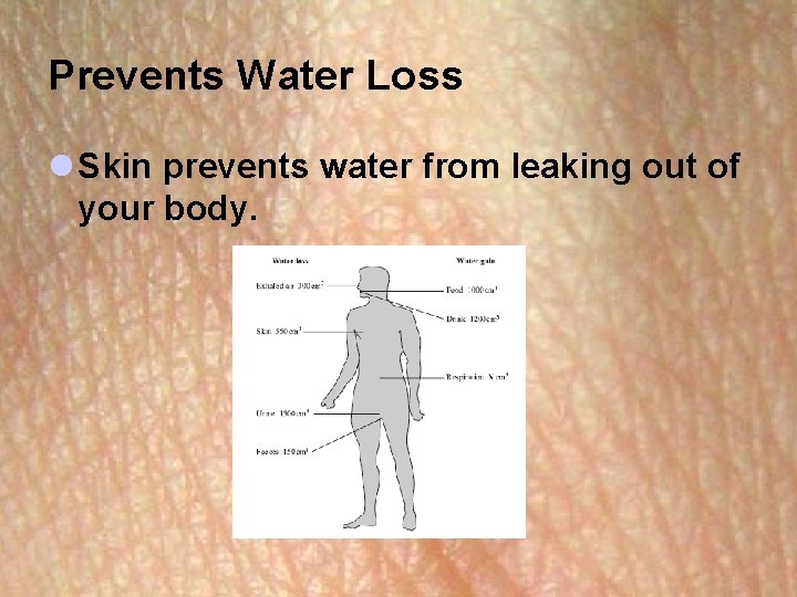 Prevents Water Loss l Skin prevents water from leaking out of your body. 