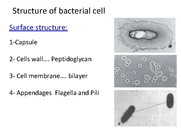 Structure of bacterial cell Surface structure: 1 -Capsule 2 - Cells wall…. Peptidoglycan 3