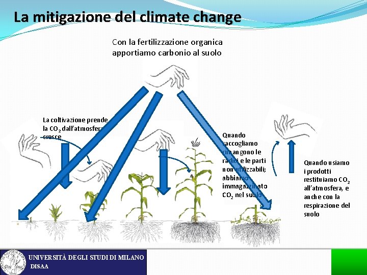 La mitigazione del climate change Con la fertilizzazione organica apportiamo carbonio al suolo La