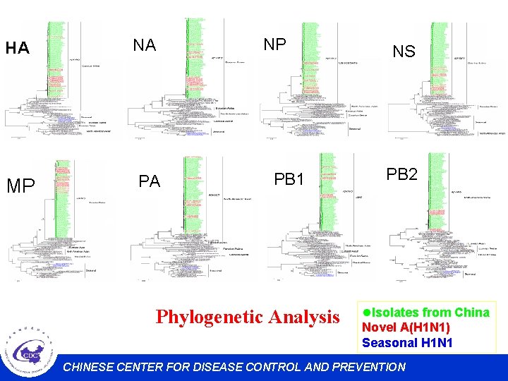 HA NA MP PA NP PB 1 Phylogenetic Analysis NS PB 2 l. Isolates