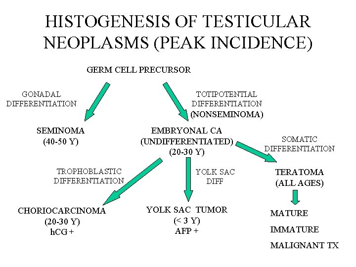 HISTOGENESIS OF TESTICULAR NEOPLASMS (PEAK INCIDENCE) GERM CELL PRECURSOR GONADAL DIFFERENTIATION TOTIPOTENTIAL DIFFERENTIATION (NONSEMINOMA)