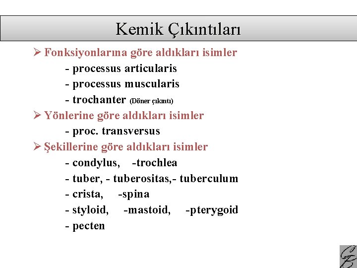 Kemik Çıkıntıları Ø Fonksiyonlarına göre aldıkları isimler - processus articularis - processus muscularis -