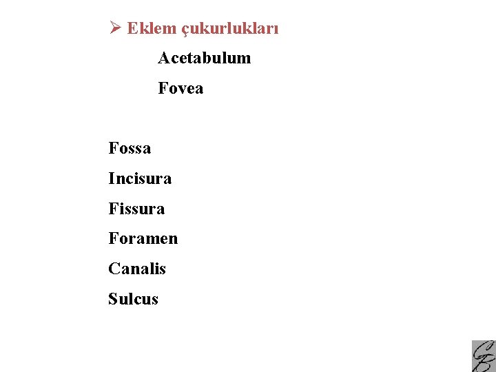 Ø Eklem çukurlukları Acetabulum Fovea Fossa Incisura Fissura Foramen Canalis Sulcus 