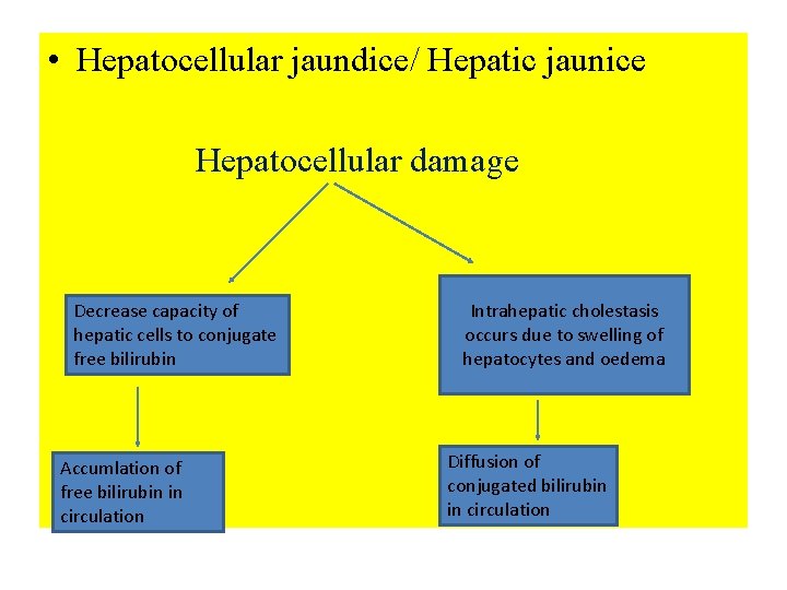  • Hepatocellular jaundice/ Hepatic jaunice Hepatocellular damage Decrease capacity of hepatic cells to