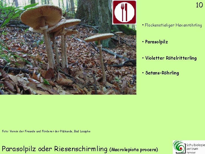 10 • Flockenstieliger Hexenröhrling • Parasolpilz • Violetter Rötelritterling • Satans-Röhrling Foto: Verein der