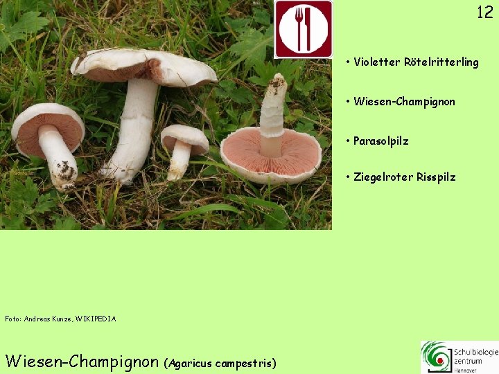 12 • Violetter Rötelritterling • Wiesen-Champignon • Parasolpilz • Ziegelroter Risspilz Foto: Andreas Kunze,