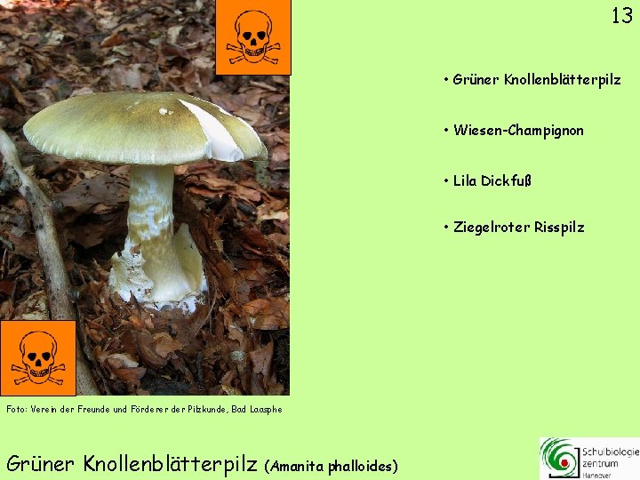 13 • Grüner Knollenblätterpilz • Wiesen-Champignon • Lila Dickfuß • Ziegelroter Risspilz Foto: Verein