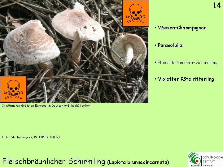 14 • Wiesen-Chhampignon • Parasolpilz • Fleischbräunlicher Schirmling • Violetter Rötelritterling In wärmeren Gebieten