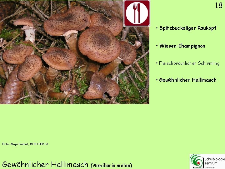 18 • Spitzbuckeliger Raukopf • Wiesen-Champignon • Fleischbräunlicher Schirmling • Gewöhnlicher Hallimasch Foto: Maja