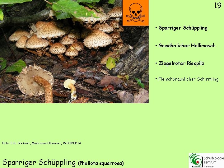 19 • Sparriger Schüppling • Gewöhnlicher Hallimasch • Ziegelroter Risspilz • Fleischbräunlicher Schirmling Foto: