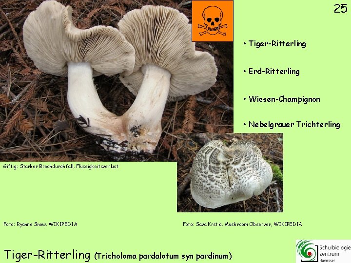 25 • Tiger-Ritterling • Erd-Ritterling • Wiesen-Champignon • Nebelgrauer Trichterling Giftig: Starker Brechdurchfall, Flüssigkeitsverlust