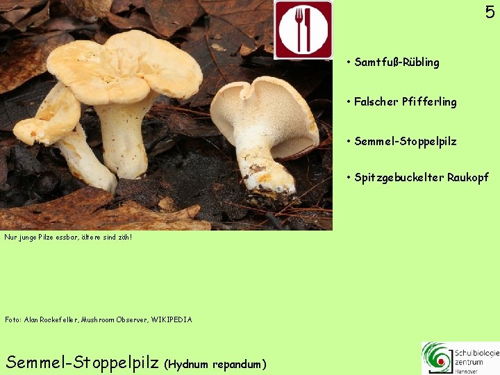 5 • Samtfuß-Rübling • Falscher Pfifferling • Semmel-Stoppelpilz • Spitzgebuckelter Raukopf Nur junge Pilze