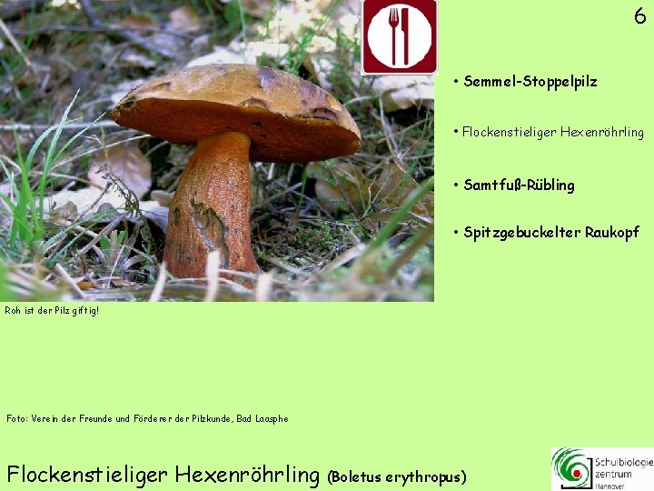 6 • Semmel-Stoppelpilz • Flockenstieliger Hexenröhrling • Samtfuß-Rübling • Spitzgebuckelter Raukopf Roh ist der