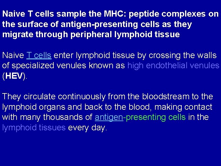 Naive T cells sample the MHC: peptide complexes on the surface of antigen-presenting cells