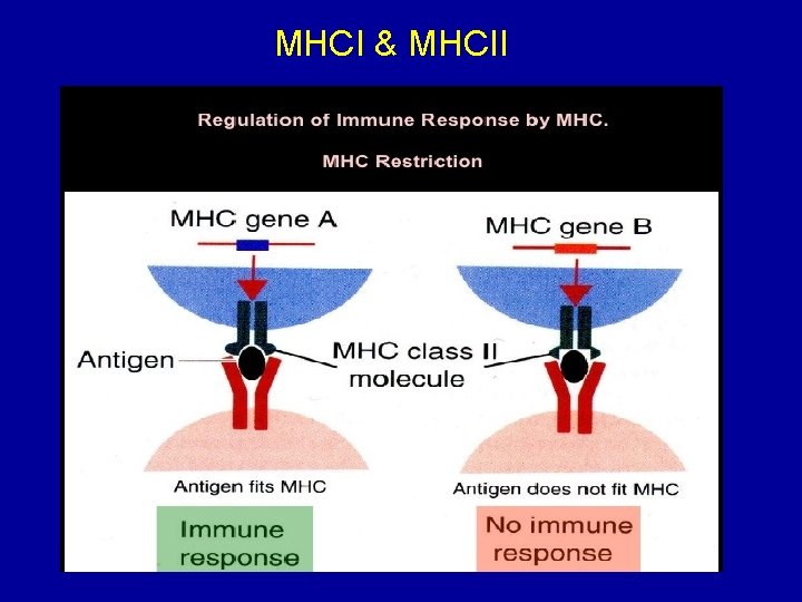 MHCI & MHCII 