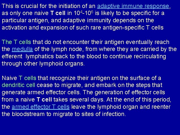 This is crucial for the initiation of an adaptive immune response, as only one