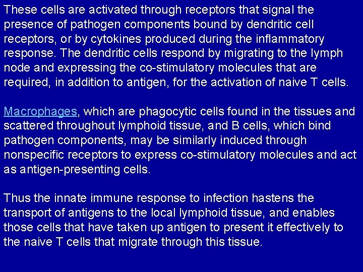 These cells are activated through receptors that signal the presence of pathogen components bound