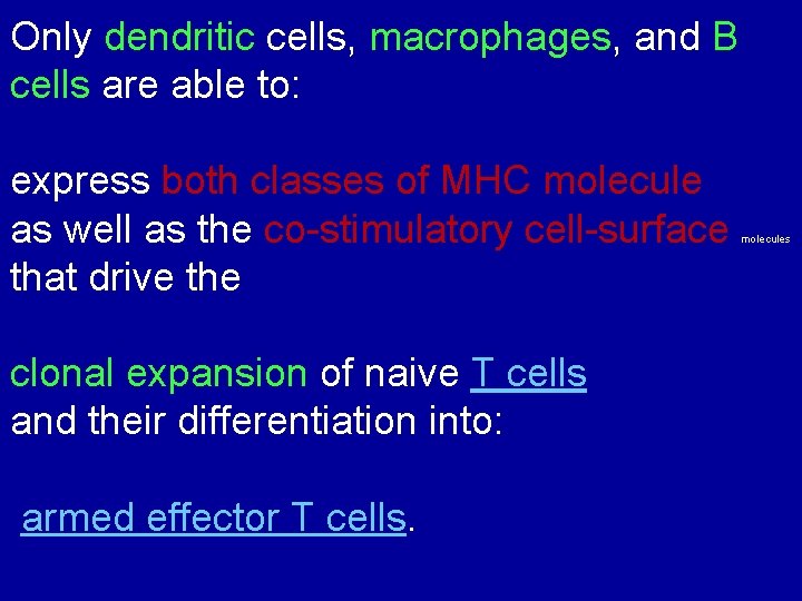 Only dendritic cells, macrophages, and B cells are able to: express both classes of