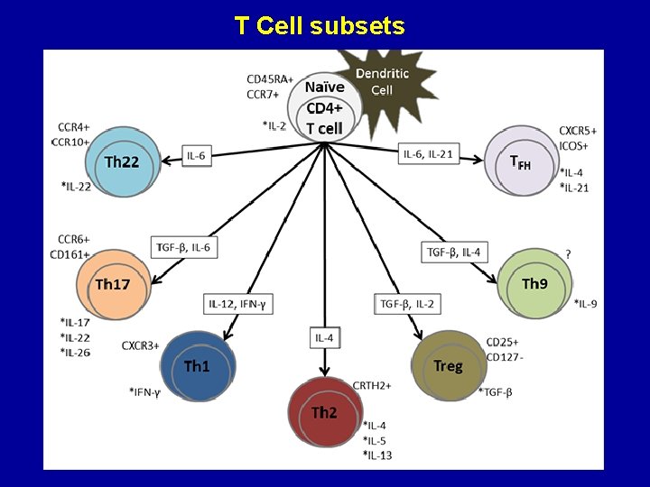 T Cell subsets 