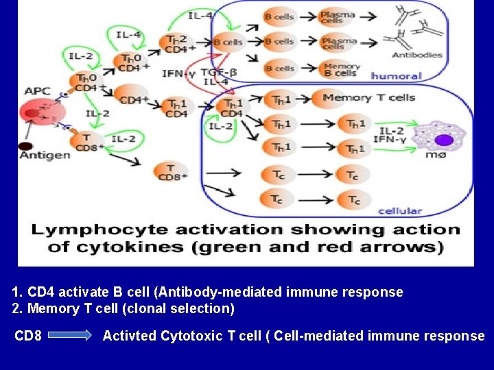 1. CD 4 activate B cell (Antibody-mediated immune response 2. Memory T cell (clonal
