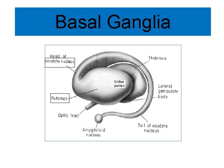 Basal Ganglia 